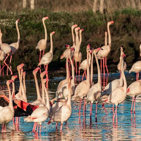 Marina, De Parel Aan De Côte D'azur *