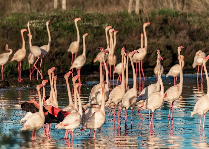 Marina, De Parel Aan De Côte D'azur *